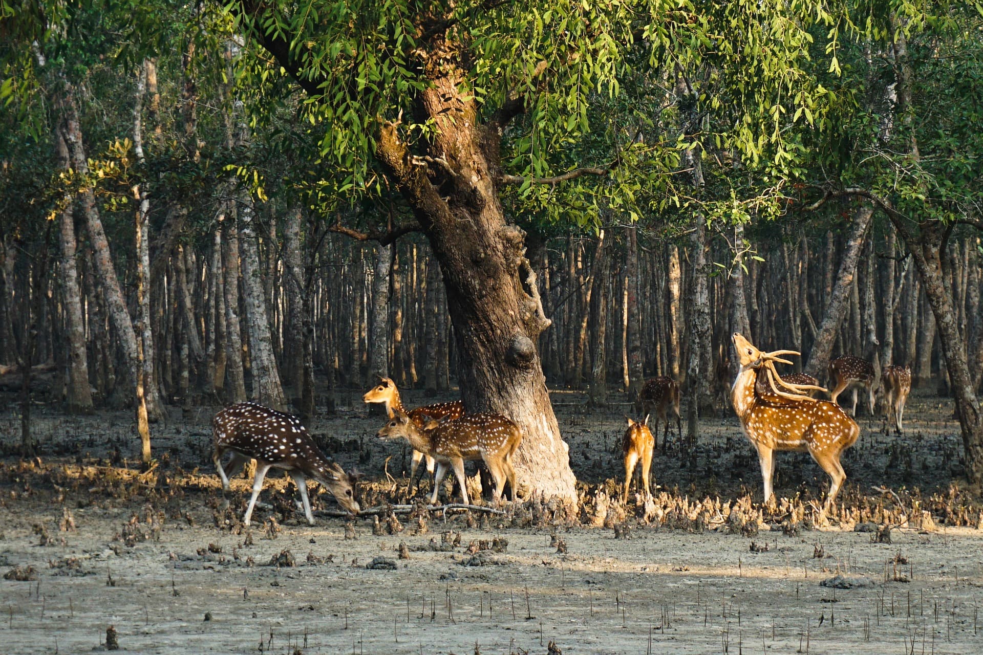 Sundarbans National Park: Wildlife, Mangroves, and Fishing Villages