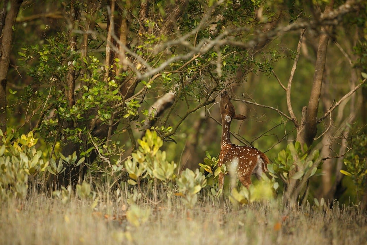 Bangladesh Highlights Expedition (11-Days tour) image 1