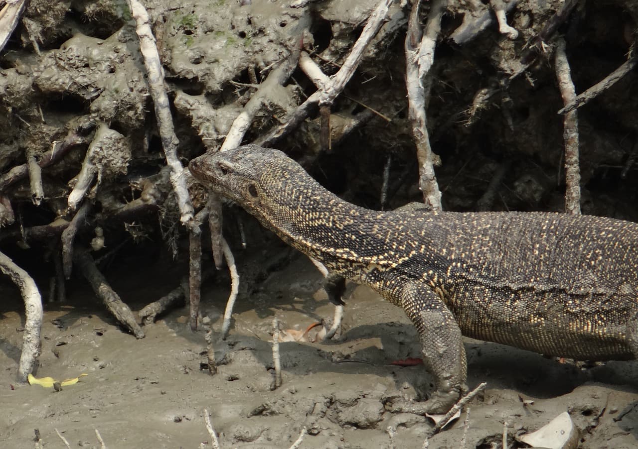 Bangladesh Highlights Expedition (11-Days tour) image 4