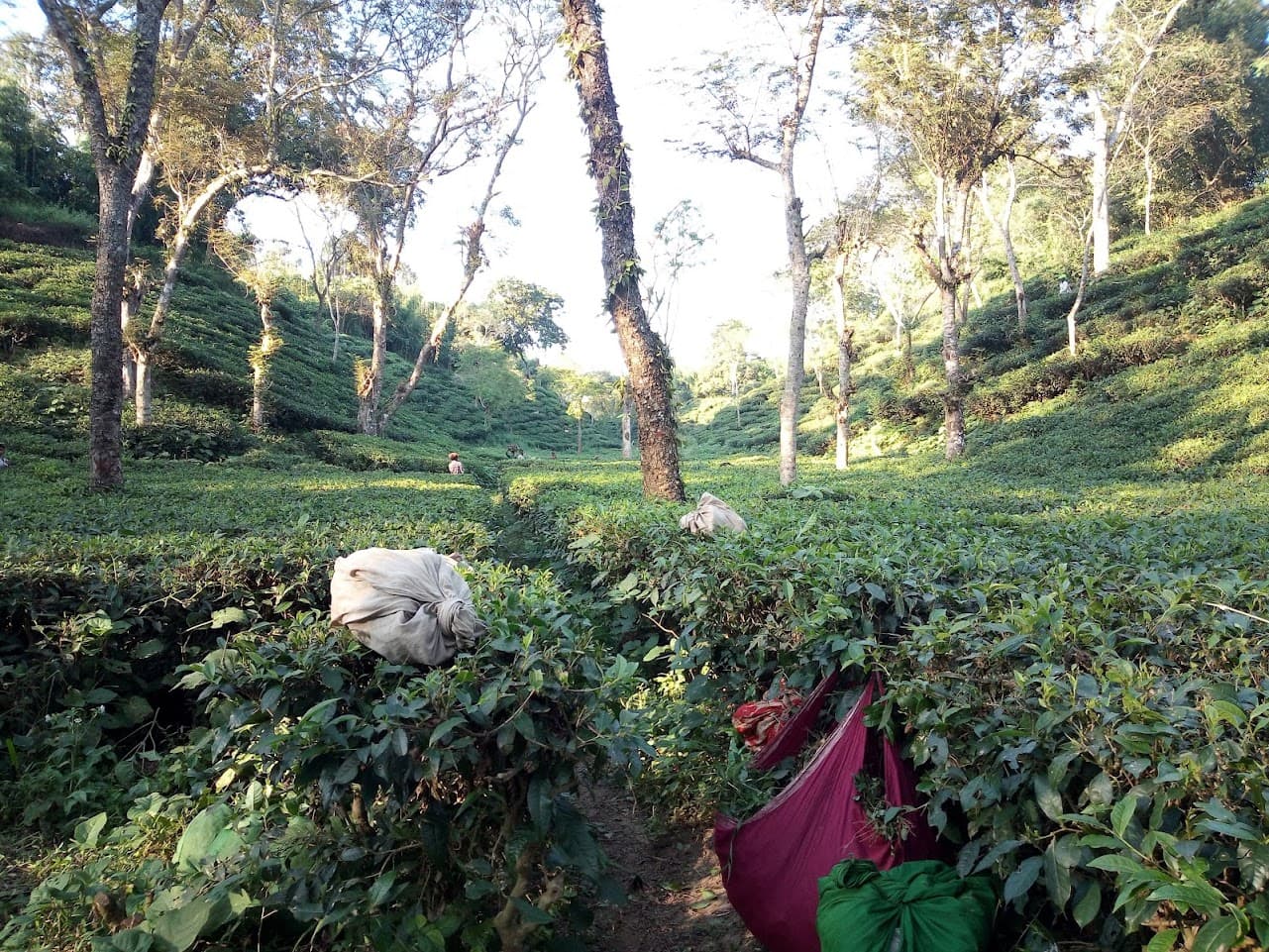 Tea Plantation Tour in Sreemangal image 1
