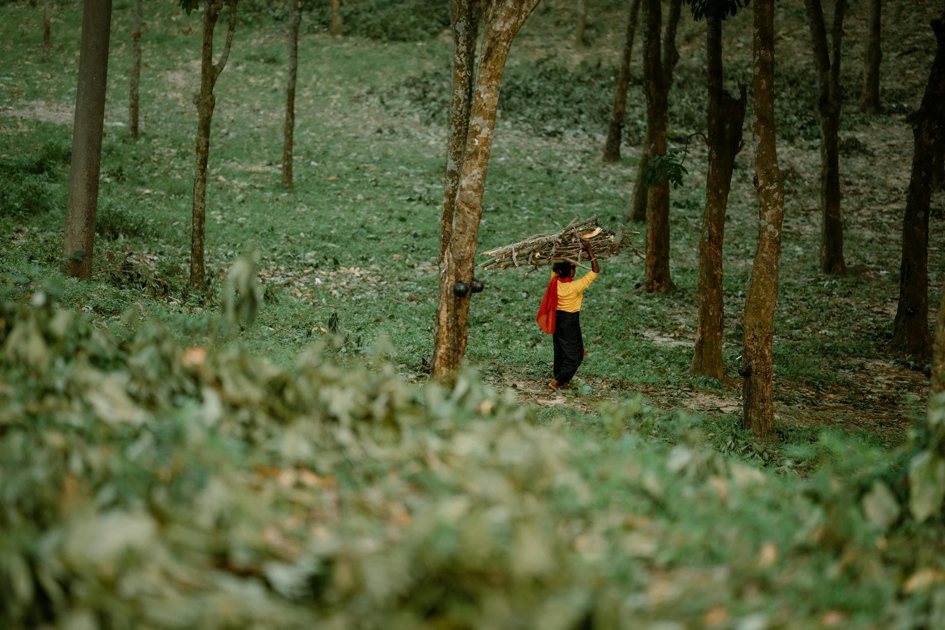 Tea Plantation Tour in Sreemangal image 6