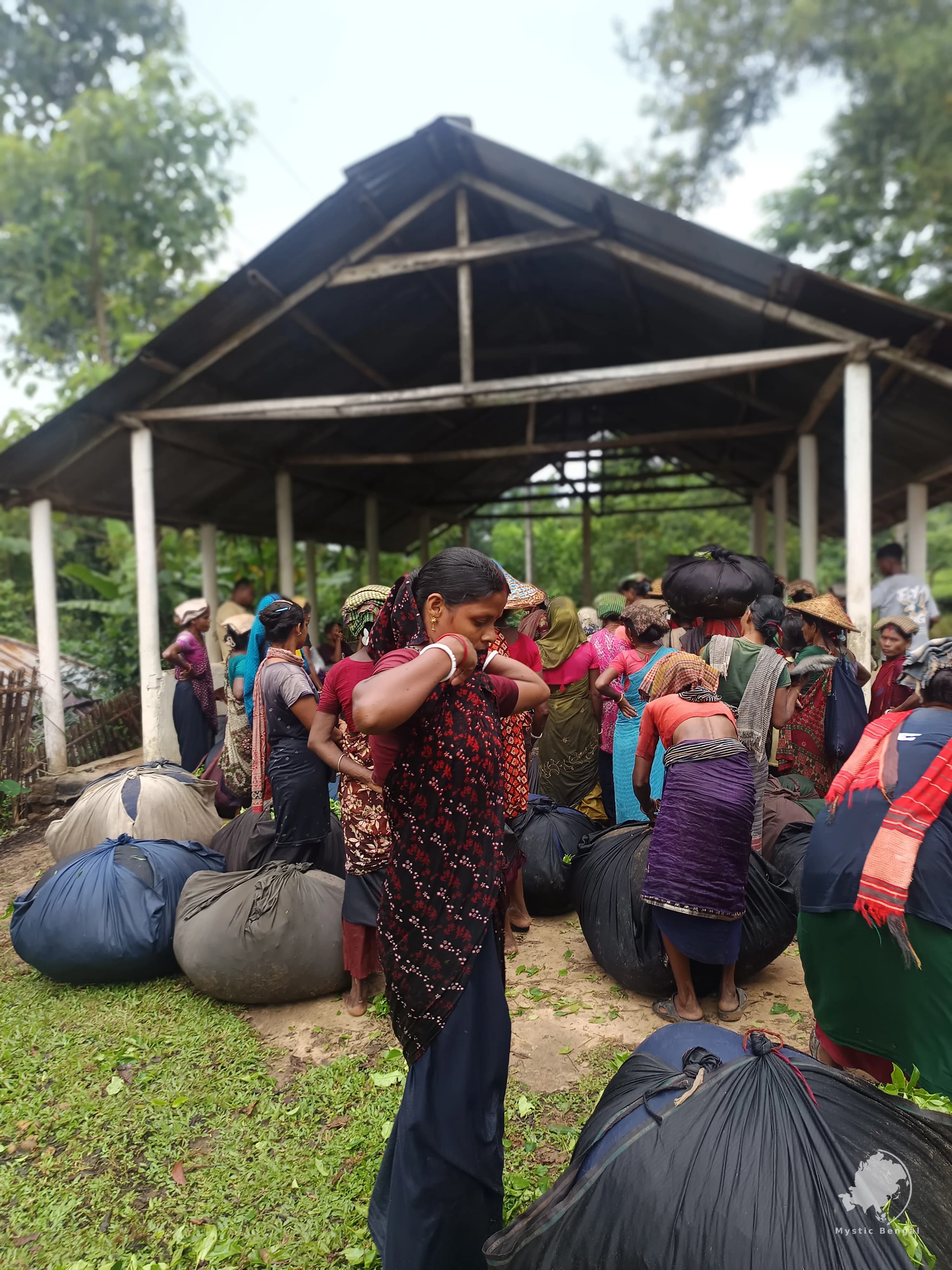 Tea Garden in Bangladesh: Sylhet’s Green Hills