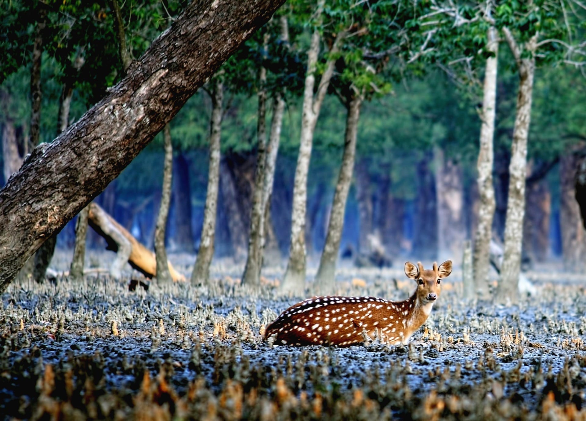 Sundarban Tour Bangladesh (3-Days)