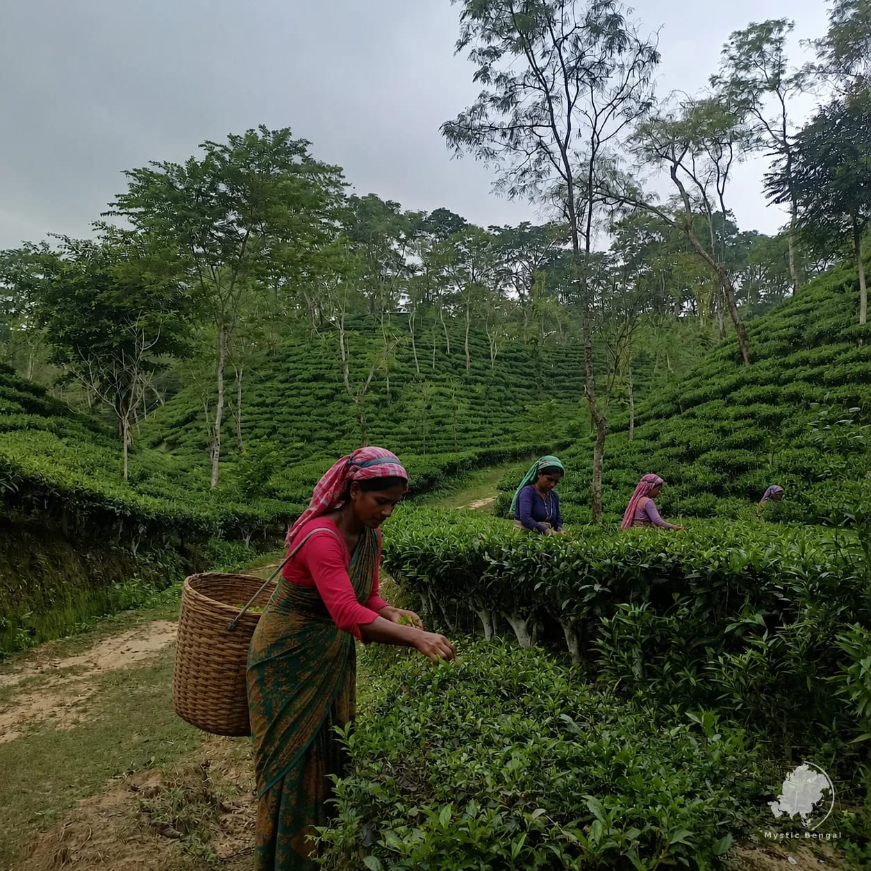 Panoramic view of a tea garden near Sreemangal, with women collecting tea leaves.