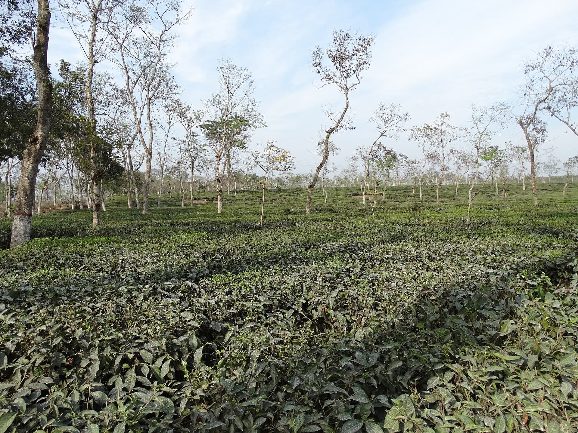 Finlay tea plantation outside Srimangal
