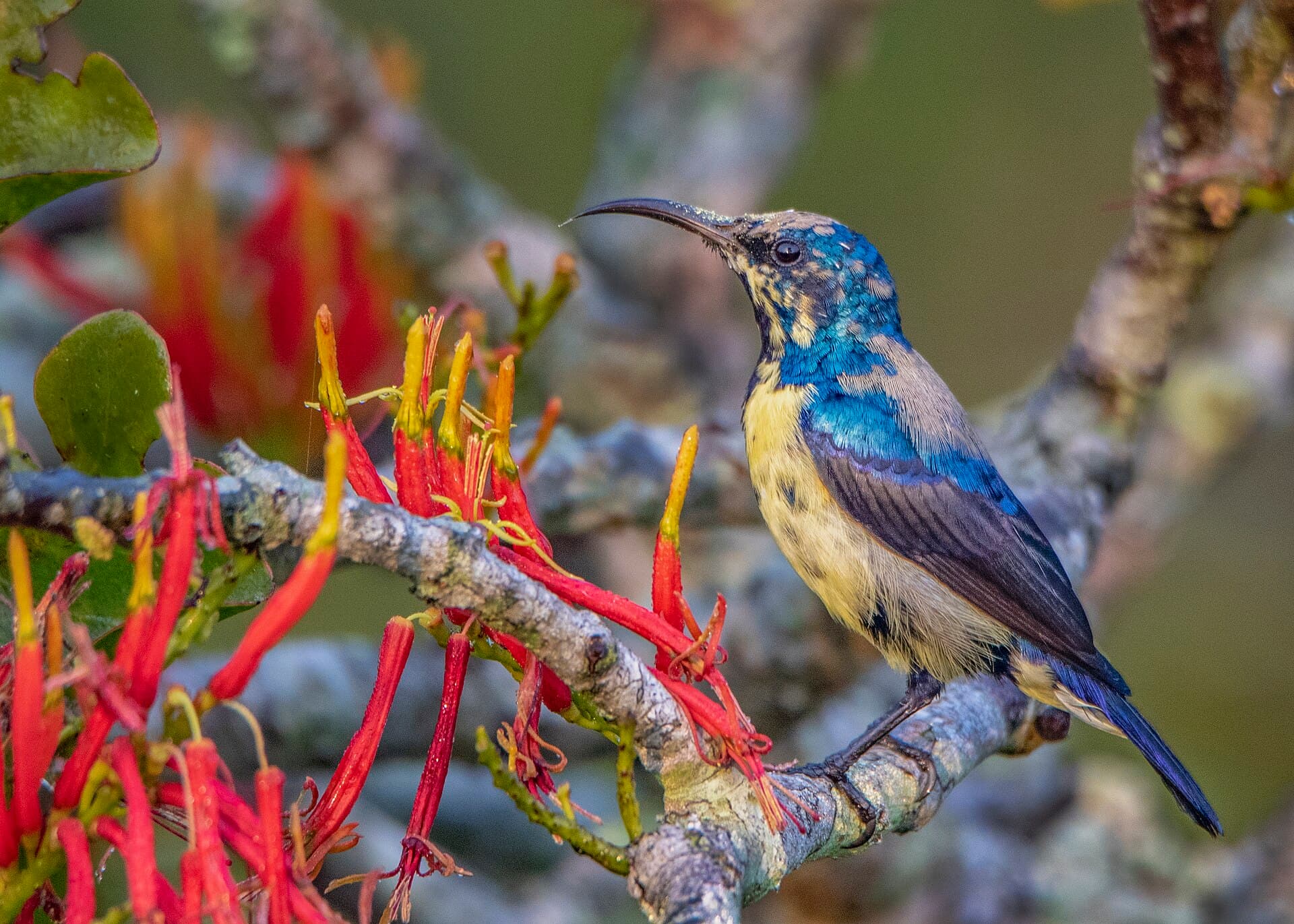Purple sunbird in the Sundarbans East Wildlife Sanctuary