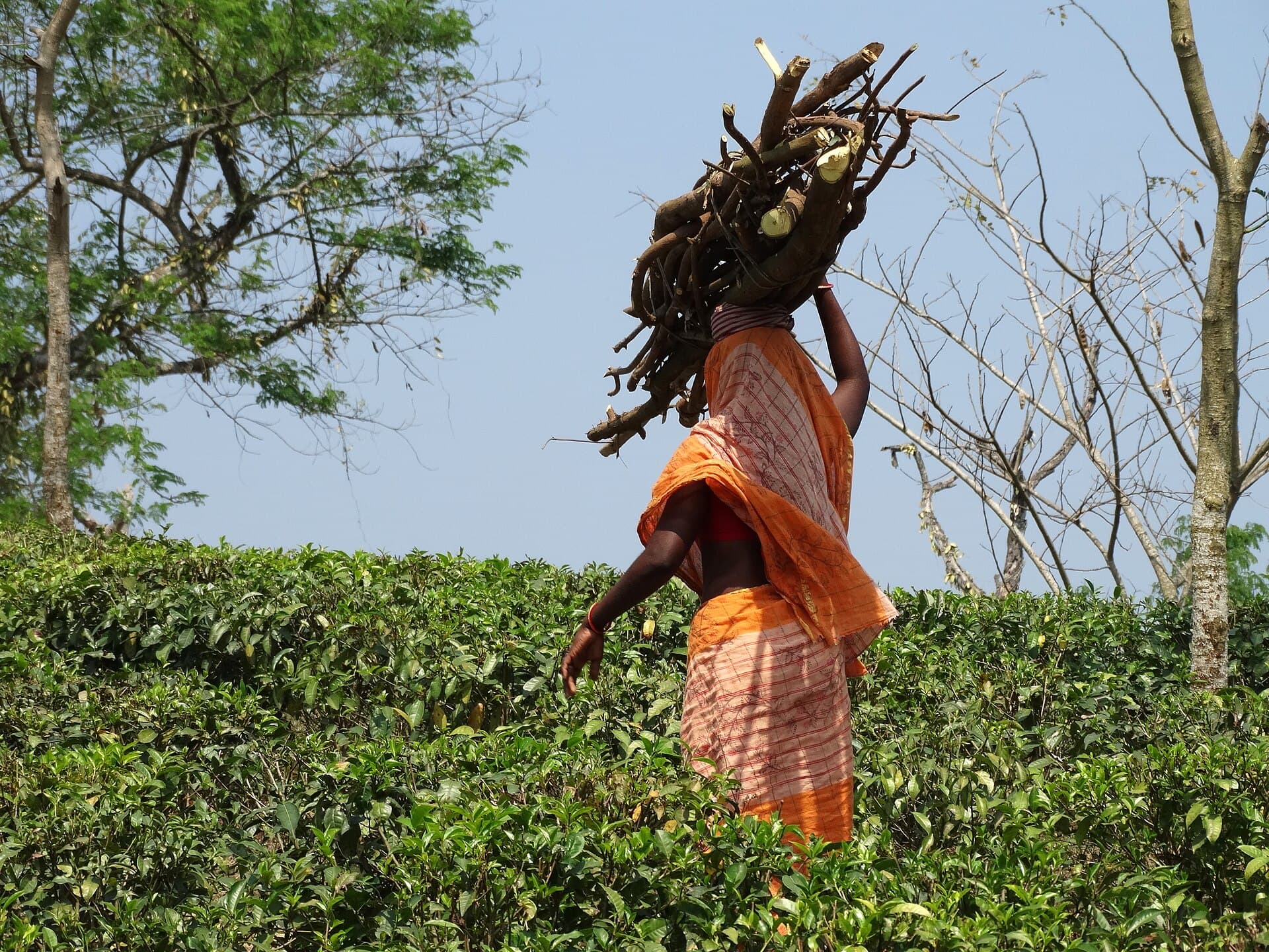 Tea estate worker carrying firewood